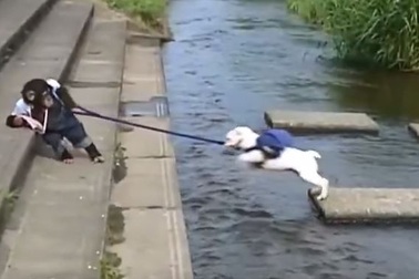Độc đáo khỉ dắt chó qua sông