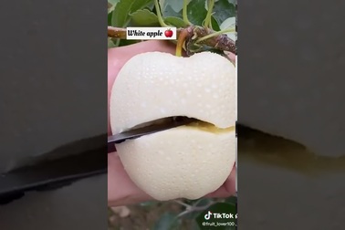 Loại táo trắng phau đẹp mắt