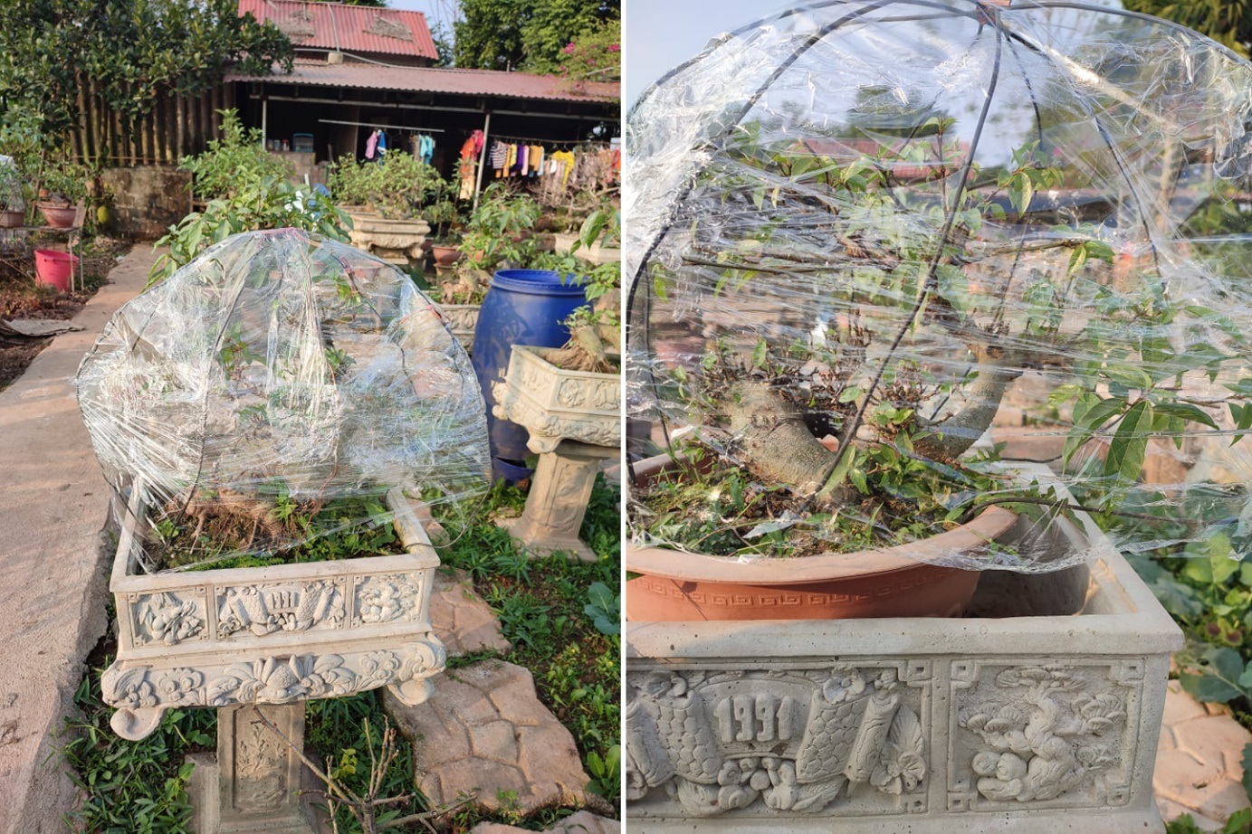 Trồng sung bonsai thế độc lạ, anh công nhân làm không đủ bán - 5 Trồng sung bonsai thế độc lạ, anh công nhân làm không đủ bán - 5