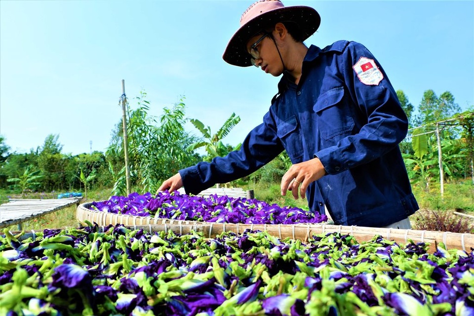 Chàng trai trẻ biến đất khô cằn thành nông trại dược liệu - 4 Chàng trai trẻ biến đất khô cằn thành nông trại dược liệu - 4