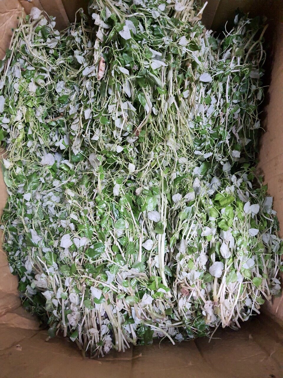 Rau dại bờ bụi miền Tây đi chuyên cơ ra Hà Nội thành đặc sản hạng sang - 1 Rau dại bờ bụi miền Tây đi chuyên cơ ra Hà Nội thành đặc sản hạng sang - 1