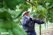 Vùng trồng thứ quả "bàn tay Phật", để càng lâu càng thơm, cháy hàng dịp Tết