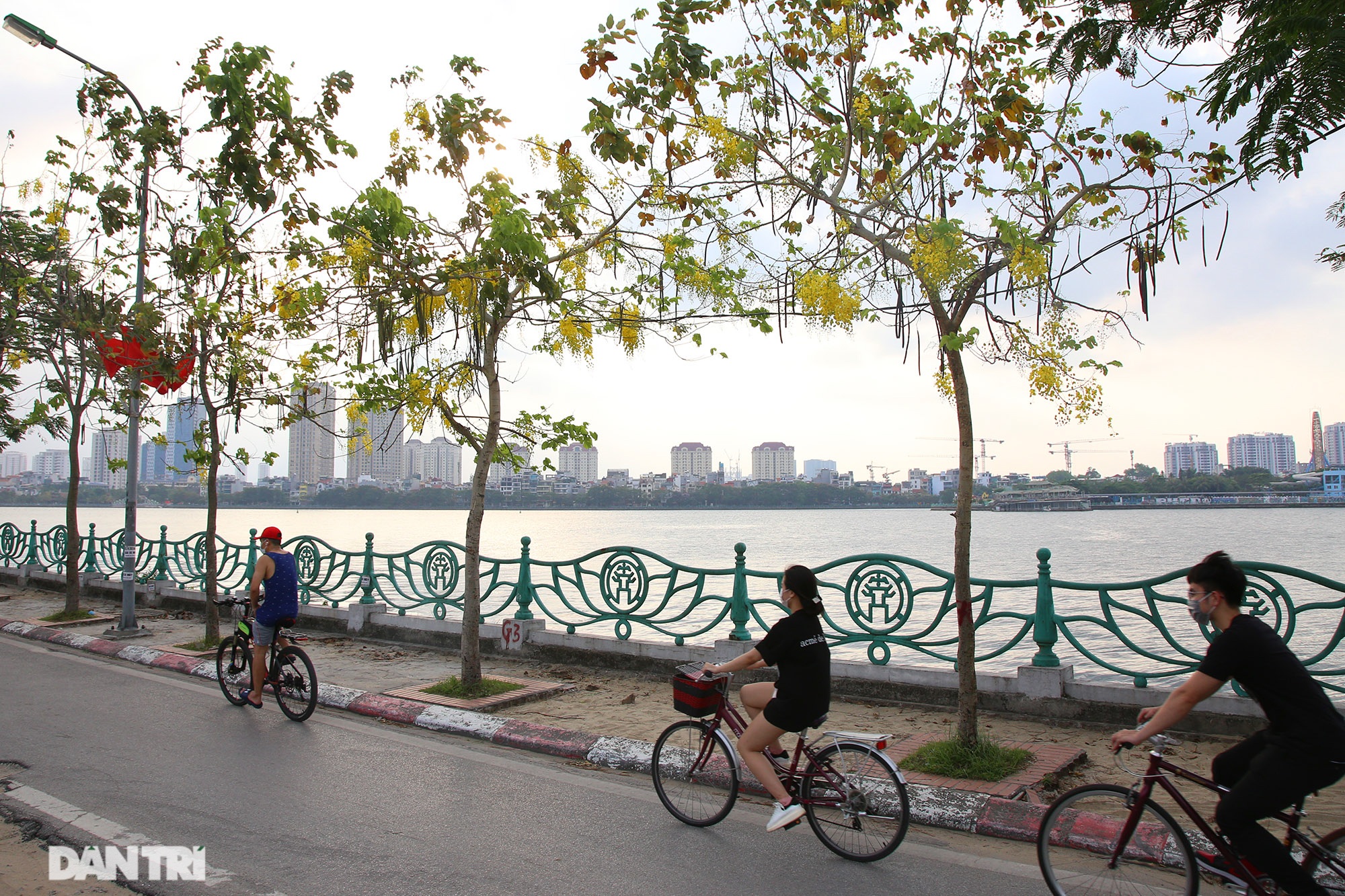 Hoa muồng hoàng yến đang nở đẹp rực rỡ tại Hà Nội - 15 Hoa muồng hoàng yến đang nở đẹp rực rỡ tại Hà Nội - 15