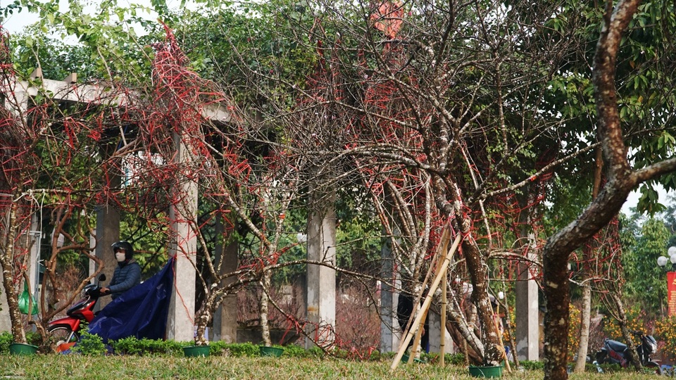 Những cành đào dán tem đầu tiên xuất hiện ở Hà Nội - 8 Những cành đào dán tem đầu tiên xuất hiện ở Hà Nội - 8