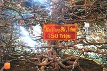 Chậu mai vàng "khủng" giá gần nửa tỷ đồng