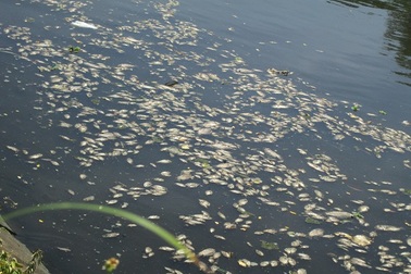 Cá chết nổi trắng sông Phú Lộc