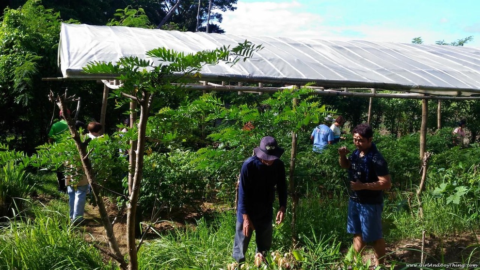 Nghỉ hưu sớm, trở thành nông dân trồng mít kiếm bộn tiền - 3 Nghỉ hưu sớm, trở thành nông dân trồng mít kiếm bộn tiền - 3