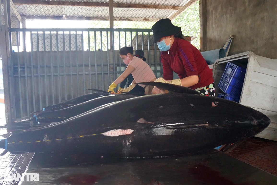 Làng biển giàu nhất miền Trung nhờ nghề săn thủy quái đại dương - 5