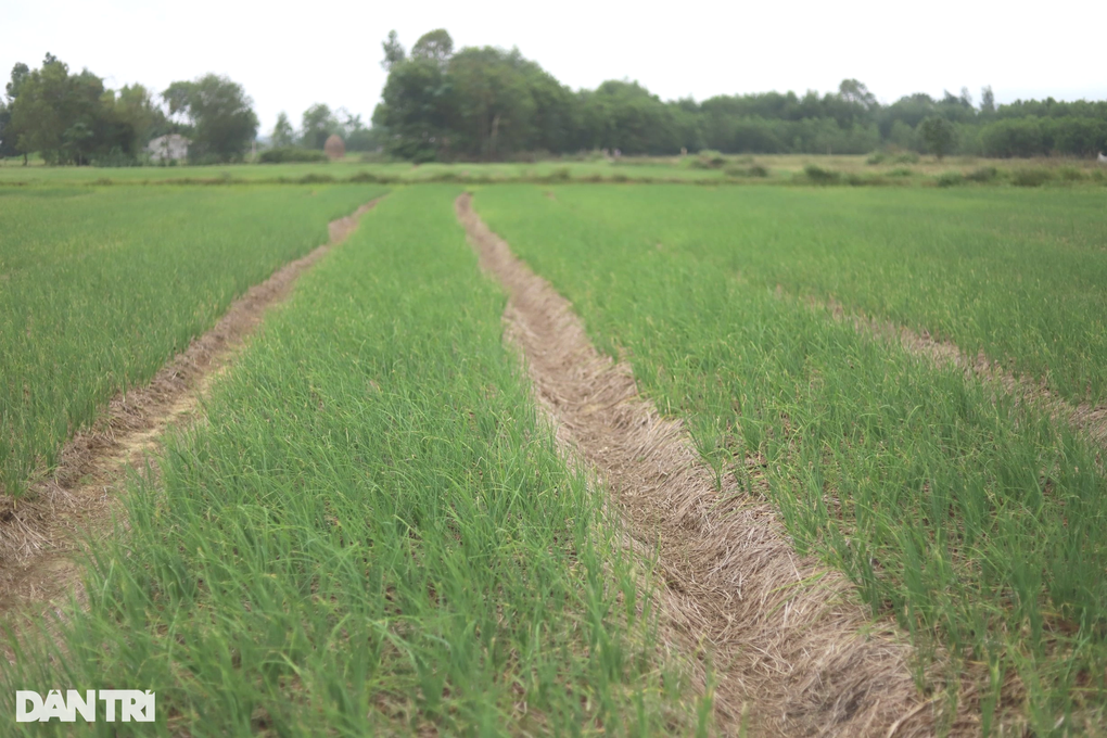 Giá tăng gấp đôi, người trồng hành thu lãi lớn - 1 Giá tăng gấp đôi, người trồng hành thu lãi lớn - 1