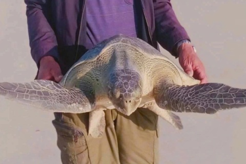 Gắn mã định danh cho cá thể rùa quý hiếm vướng lưới đánh cá
