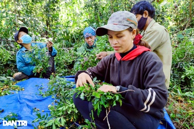 Dân đổ xô vào rừng hái xoay, rủng rỉnh bỏ túi hơn một triệu đồng/ngày