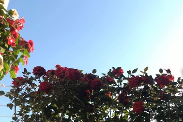 Người mẹ cay khóe mắt khi cùng con "du lịch" qua... ban công