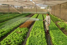 Có nên bỏ công việc 50 triệu đồng/tháng để về quê trồng rau?