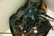 Phát hiện tôm hùm xanh cực hiếm, 200 triệu con mới có một