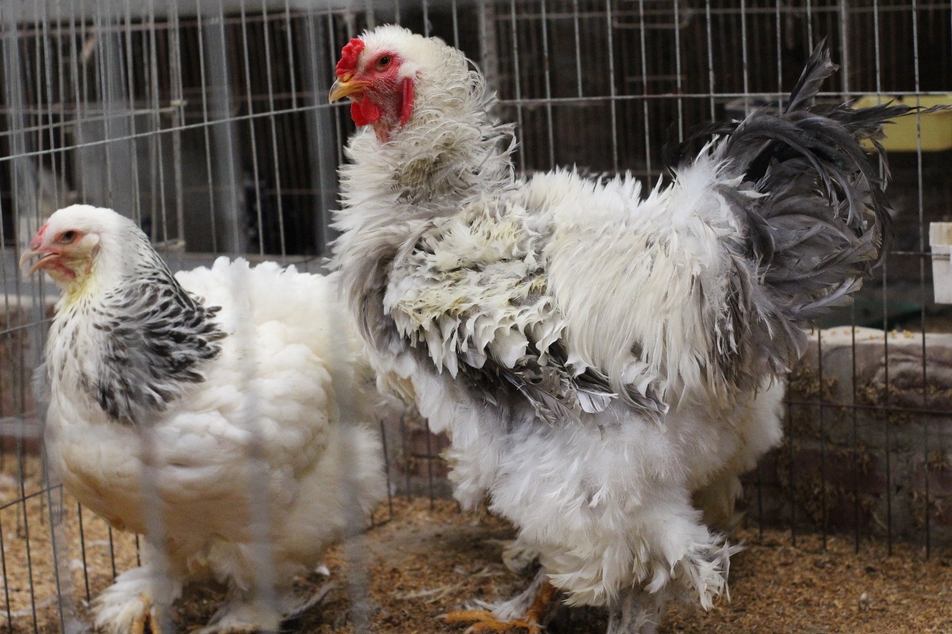 Những giống gà cảnh hàng độc, giá chát vẫn được săn lùng dịp Tết - 1 Những giống gà cảnh hàng độc, giá chát vẫn được săn lùng dịp Tết - 1