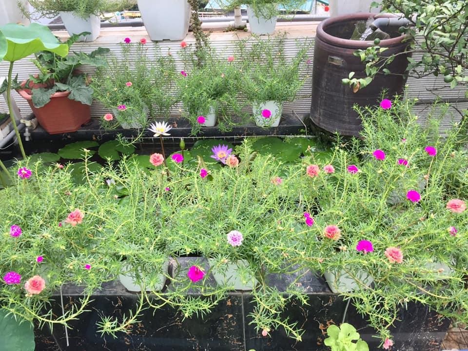 Người đàn ông Hà Nội phủ xanh sân thượng với khu vườn rau, trái sai trĩu - 5