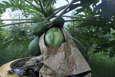 Đu đủ "in" chữ thư pháp cháy hàng dịp Tết