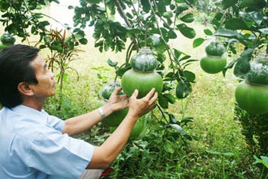 Bảo hộ dưa hấu vuông, bưởi hồ lô...