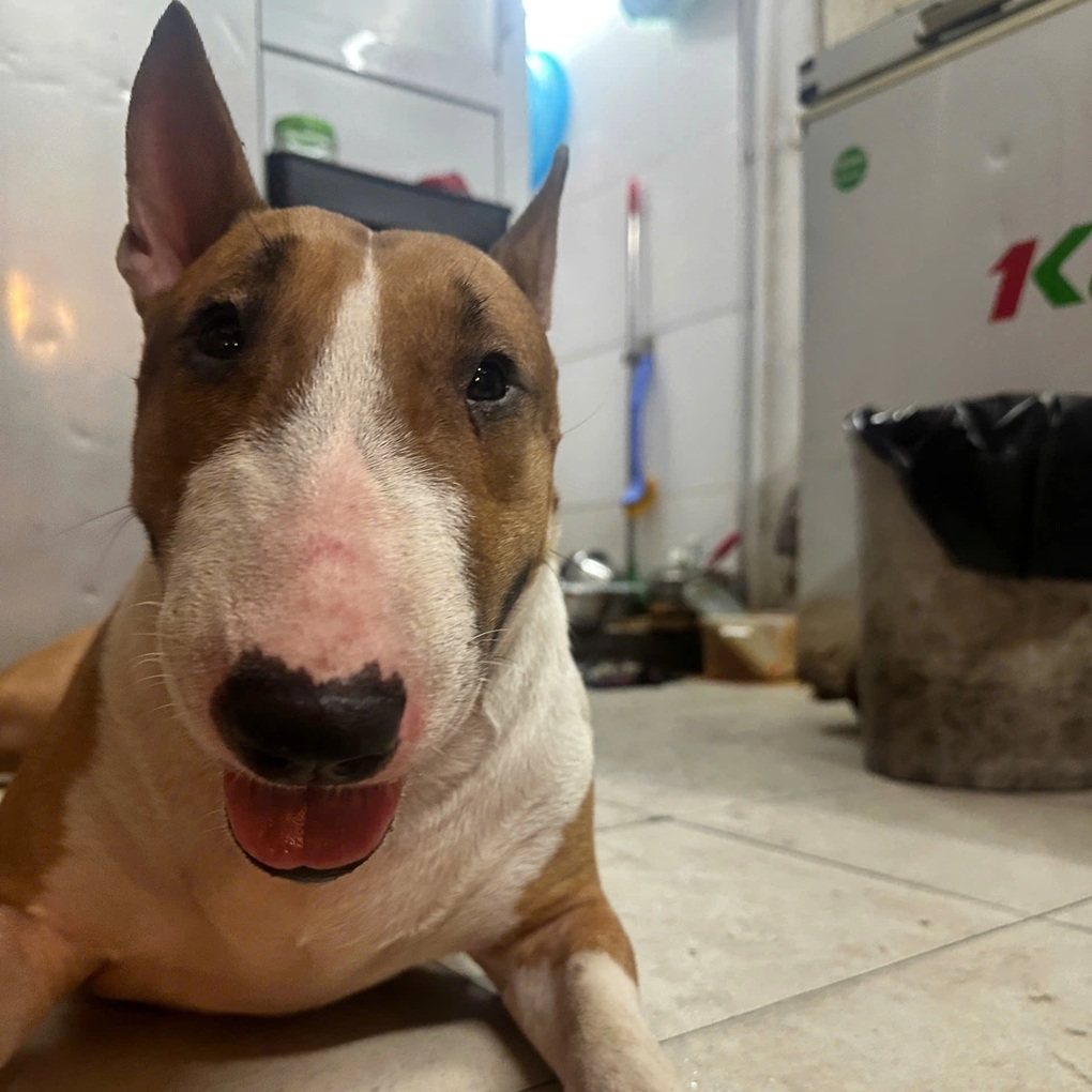 Quán nướng ở Hà Nội có chú chó xấu lạ, chủ lo vỡ trận vì đông khách - 1