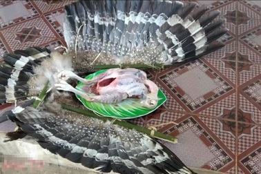 Hà Nội: Không xác định được loài chim bị hai anh em “Tam Mao” làm thịt (!)