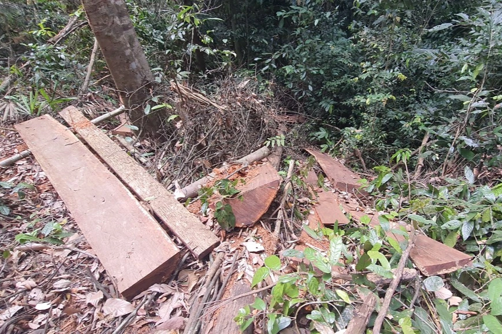Hàng loạt cây gỗ lớn trong rừng tự nhiên, rừng phòng hộ bị đốn hạ - 2 Hàng loạt cây gỗ lớn trong rừng tự nhiên, rừng phòng hộ bị đốn hạ - 2