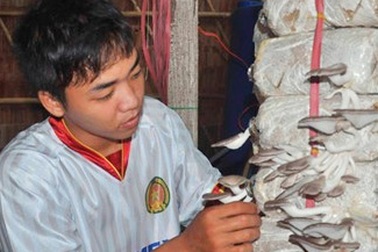 Trồng nấm bào ngư thu nhập trăm triệu
