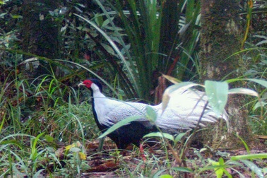 Gà lôi trắng được phát hiện trong rừng Quảng Trị