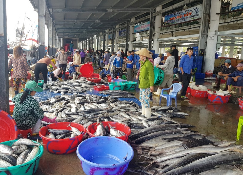Ngư dân kiếm hơn trăm triệu đồng từ cá ngừ những ngày đầu năm 2020 - 1 Ngư dân kiếm hơn trăm triệu đồng từ cá ngừ những ngày đầu năm 2020 - 1