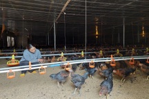 Bán nhà, đổ nợ vì... nuôi gà liên kết