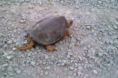 Cái kết của kẻ thích trêu con rùa