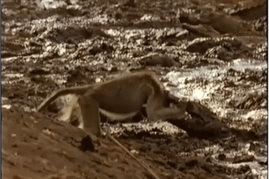 Cận cảnh tình huống xử lý khôn ngoan của khỉ để thoát khỏi hàm cá sấu