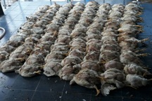 "Mỗi sáng thức dậy, tôi nhặt cả trăm con gà chết đem thiêu"