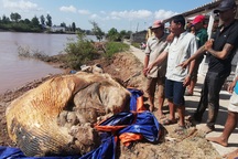 Xác cá voi hơn 10 tấn trôi dạt vào vùng biển Bạc Liêu