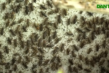 Nông dân sống nhàn, lãi cao nhờ nuôi dế