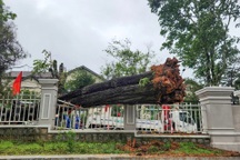 Nhiều cây cổ thụ ở Đà Lạt bật gốc đổ xuống đường trong mưa lớn