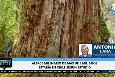 Cây đại thụ cổ nhất thế giới hơn 5.400 năm tuổi đang chết dần