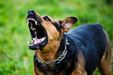 Hà Nội: Chó nhà "hóa điên" cắn hai cụ bà gãy xương phải cấp cứu