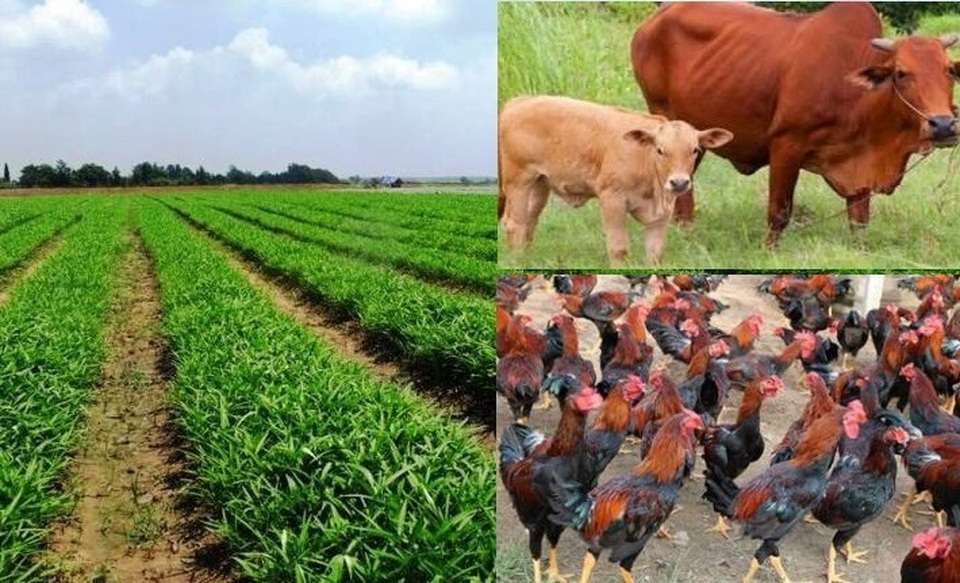 Với 200 triệu đồng, tôi có nên bỏ việc về quê trồng rau sạch, nuôi bò? - 1 Với 200 triệu đồng, tôi có nên bỏ việc về quê trồng rau sạch, nuôi bò? - 1