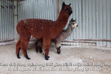 Lạc đà không bướu nhập từ Hà Lan giá 80 triệu đồng để... nhân giống