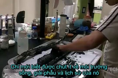Sinh vật bí ẩn mang đến những manh mối mới về một số dạng sống kỳ lạ