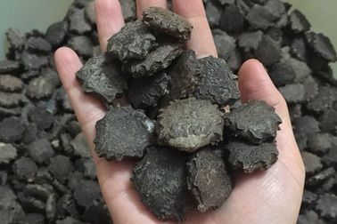 Loại hạt người Việt thường bỏ đi, ai ngờ là “tiên dược” đắt tiền