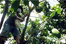 Hậu Giang: Chăm sóc xoài thuê- nghề mới cho thu nhập ổn định