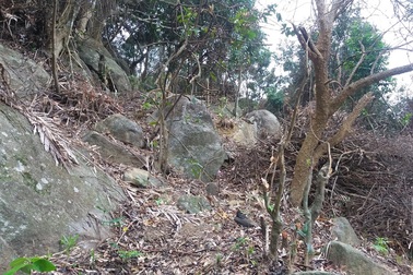 Thêm một vụ phá rừng trên Sơn Trà