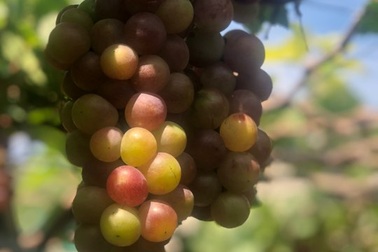 10 loại trái cây tốt nhất cho sức khỏe