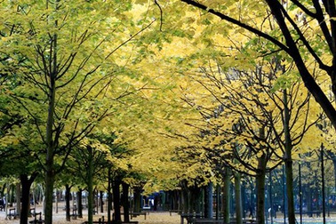 Chiều thu sâu lắng ở Paris!