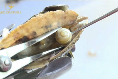 Bí mật của Tuyệt tác ngọc Việt