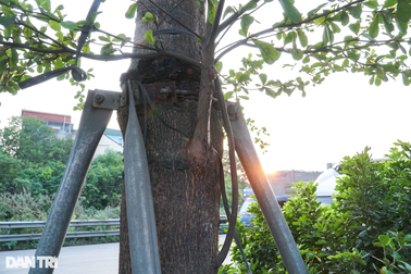 Tháo, nới những vòng gông "siết cổ" cây xanh Hà Nội