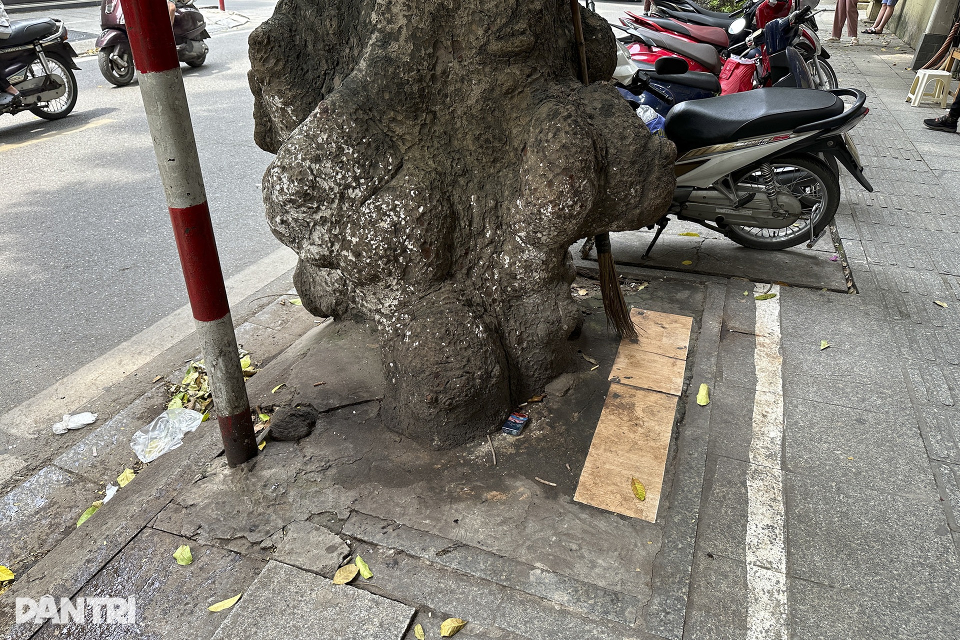 Nhiều gốc xà cừ lâu năm bị bóp nghẹt trên các tuyến đường ở Hà Nội - 6 Nhiều gốc xà cừ lâu năm bị bóp nghẹt trên các tuyến đường ở Hà Nội - 6