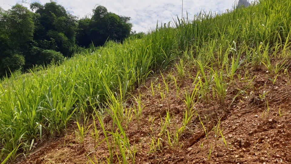 Biến phế phụ phẩm nông nghiệp thành vật liệu hữu cơ có giá trị cao - 3 Biến phế phụ phẩm nông nghiệp thành vật liệu hữu cơ có giá trị cao - 3