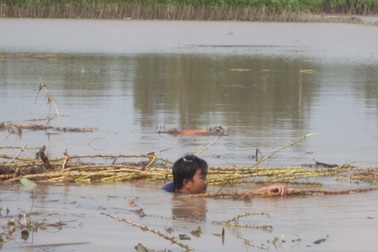 Đê bao đến hẹn lại… vỡ!